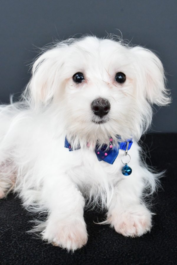 Mr. Bo The Maltese - Image 4