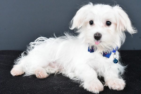 Mr. Bo The Maltese - Image 5