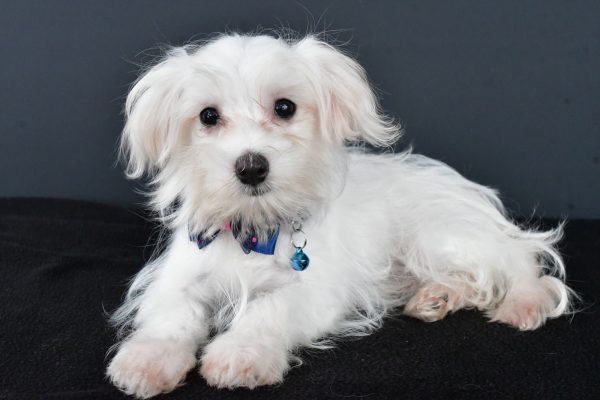 Mr. Bo The Maltese - Image 6