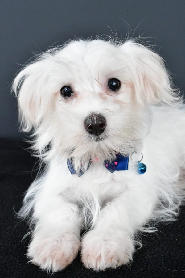 Mr. Bo The Maltese - Image 3
