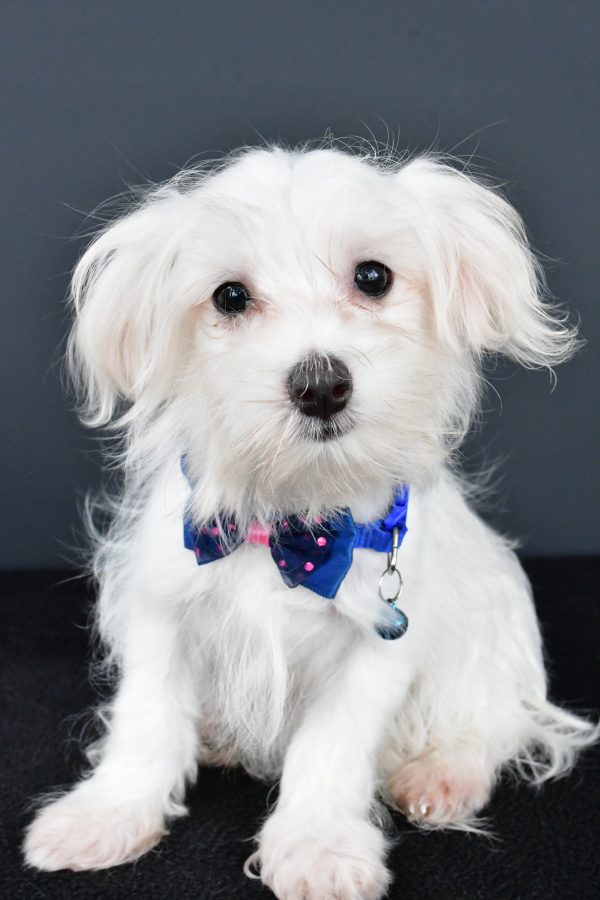 Mr. Bo The Maltese - Image 2