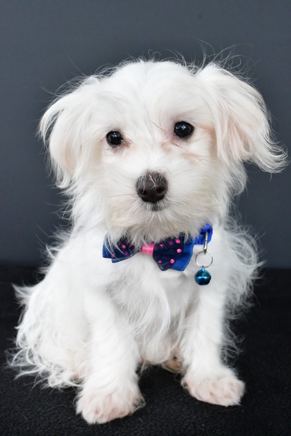 Mr. Bo The Maltese