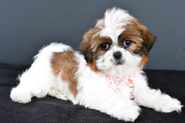 Miss Wendy The Shihtzu - Image 7