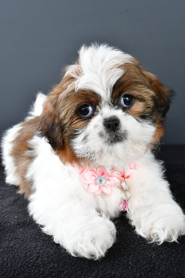 Miss Wendy The Shihtzu - Image 4
