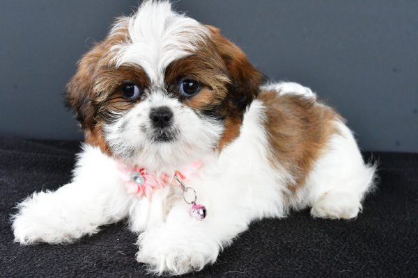 Miss Wendy The Shihtzu - Image 6