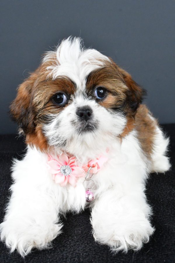 Miss Wendy The Shihtzu - Image 5