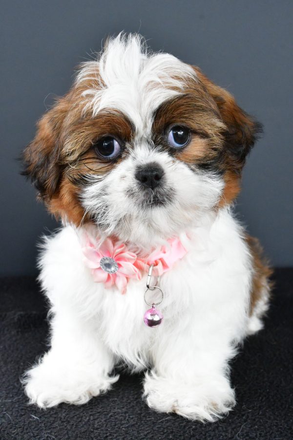Miss Wendy The Shihtzu