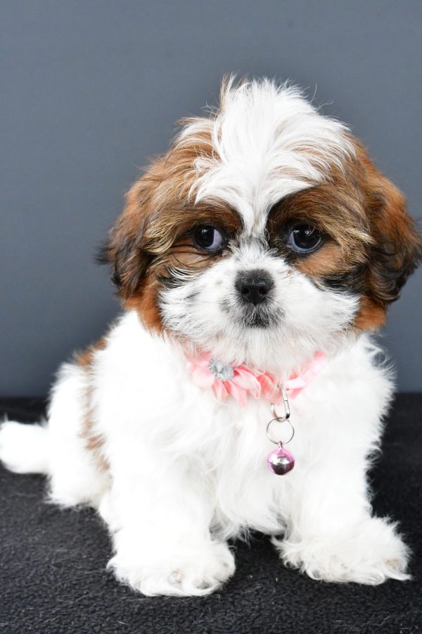 Miss Wendy The Shihtzu - Image 2