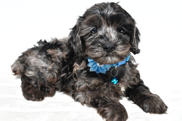 Miss Wanda The Cockapoo - Image 6