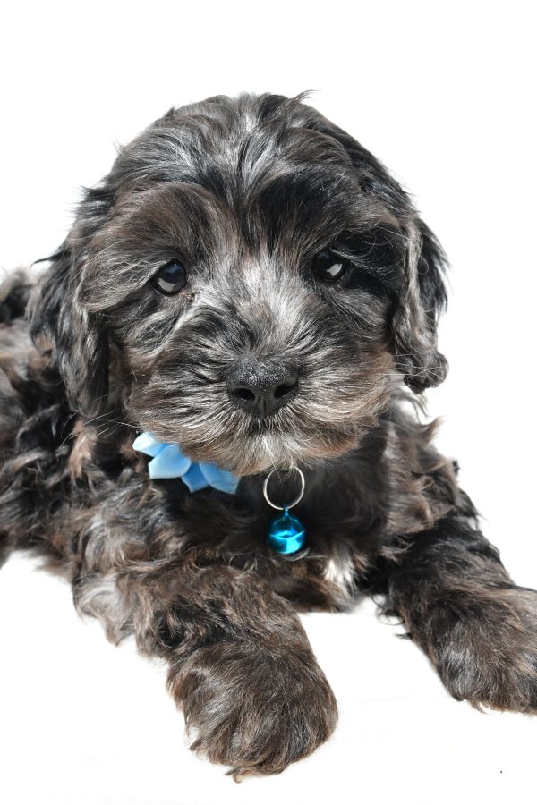 Miss Wanda The Cockapoo - Image 3