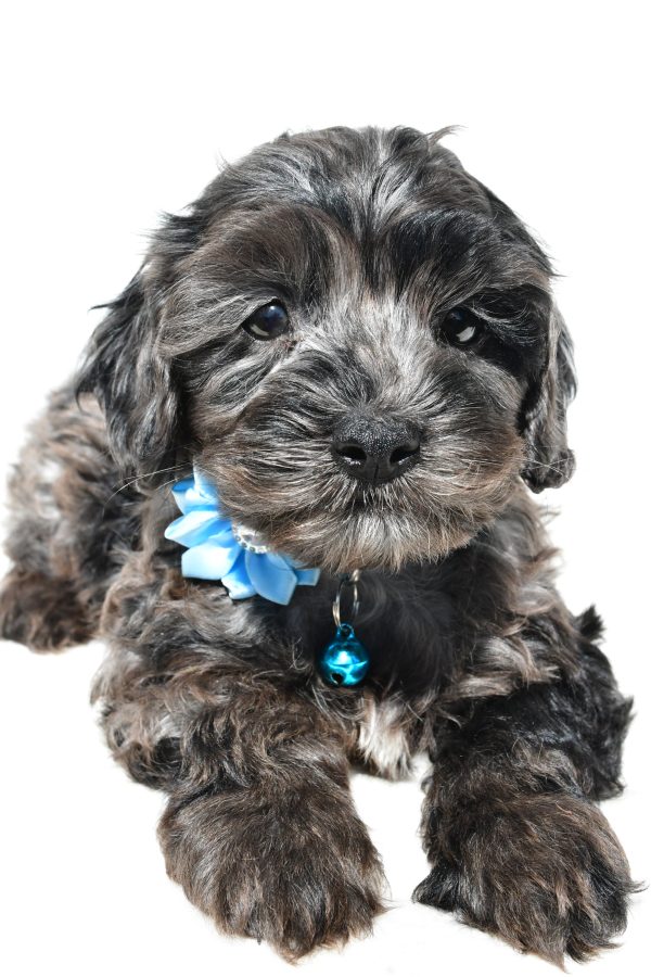 Miss Wanda The Cockapoo - Image 4
