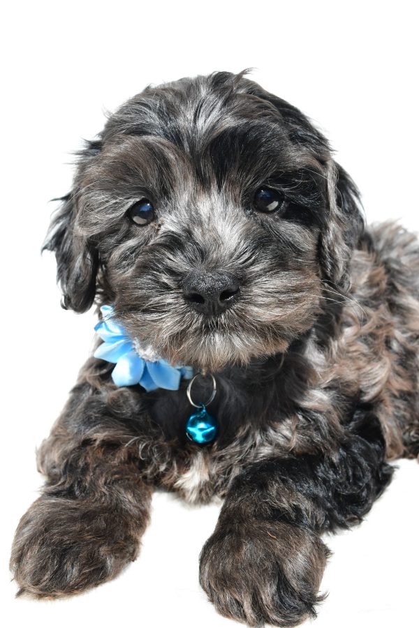 Miss Wanda The Cockapoo - Image 5
