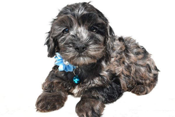 Miss Wanda The Cockapoo - Image 7