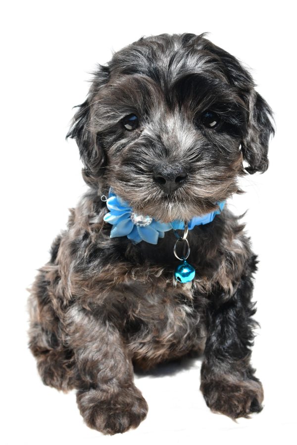 Miss Wanda The Cockapoo