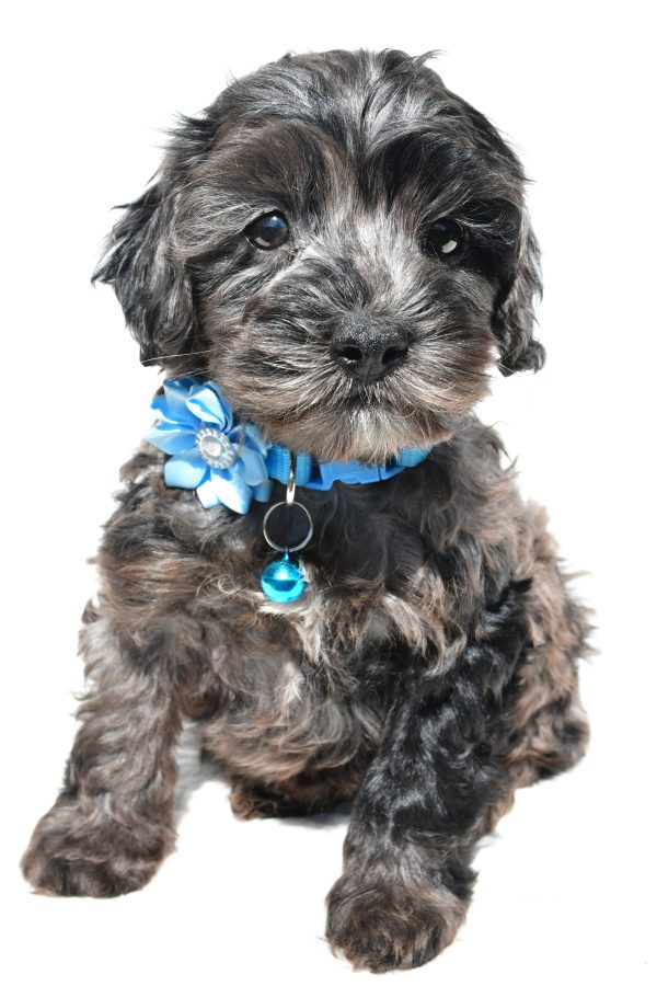 Miss Wanda The Cockapoo - Image 2