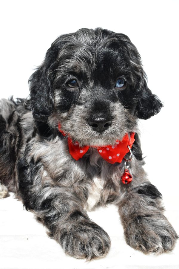 Mr Wilson The Cockapoo - Image 4