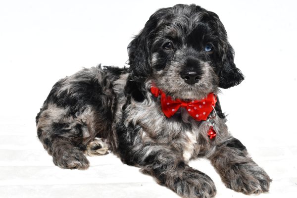 Mr Wilson The Cockapoo - Image 6