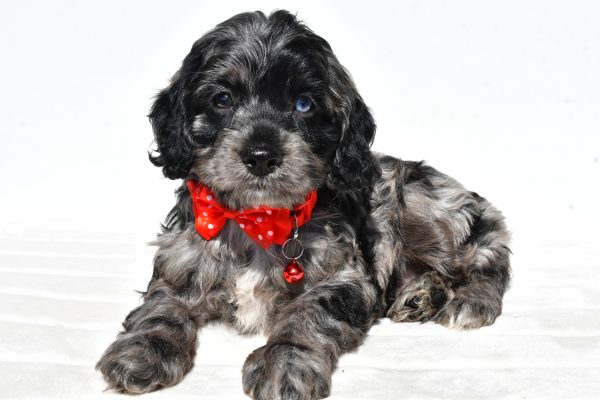 Mr Wilson The Cockapoo - Image 5