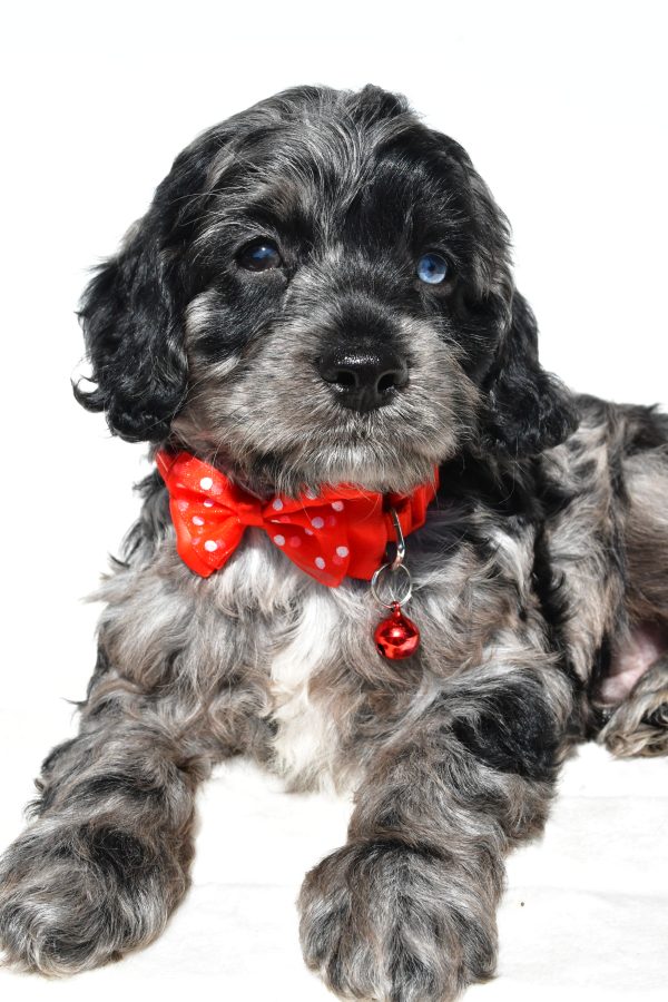 Mr Wilson The Cockapoo - Image 3