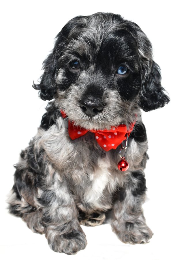 Mr Wilson The Cockapoo