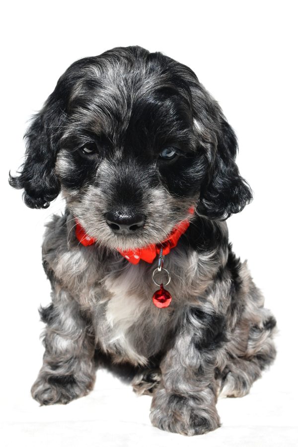Mr Wilson The Cockapoo - Image 2