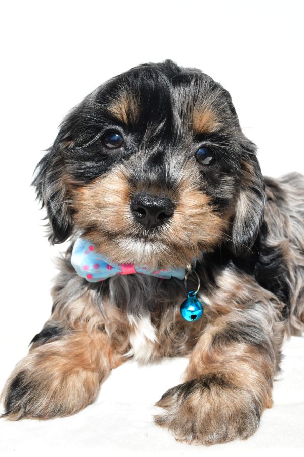 Mr Will The Cockapoo - Image 4