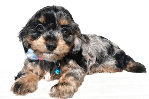 Mr Will The Cockapoo - Image 6