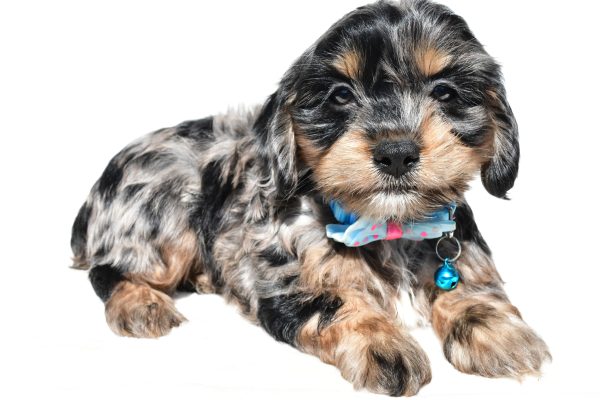 Mr Will The Cockapoo - Image 7