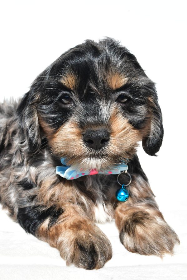 Mr Will The Cockapoo - Image 3