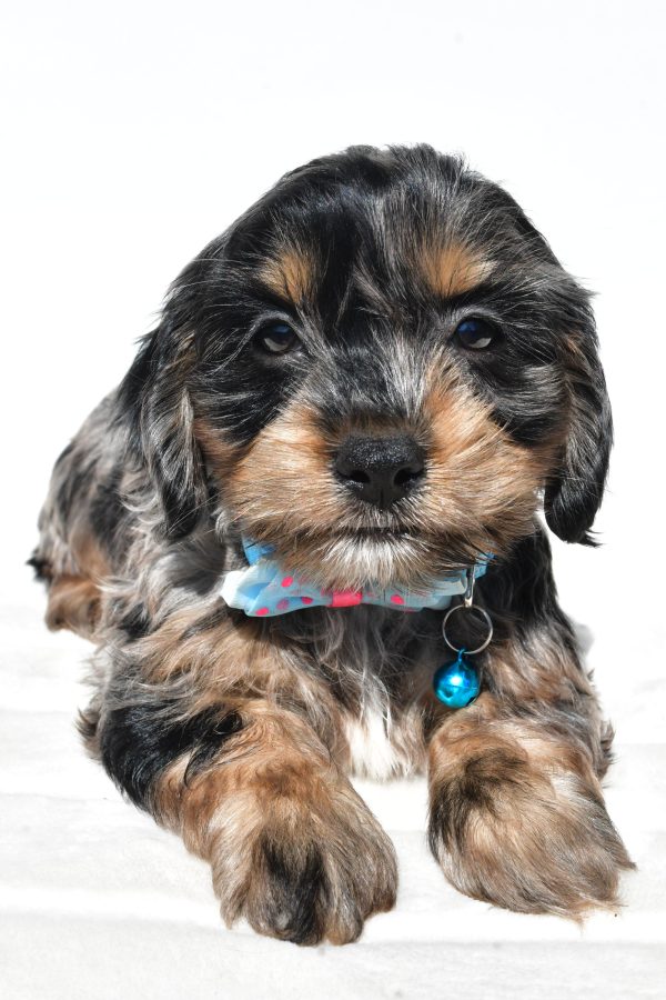 Mr Will The Cockapoo - Image 5
