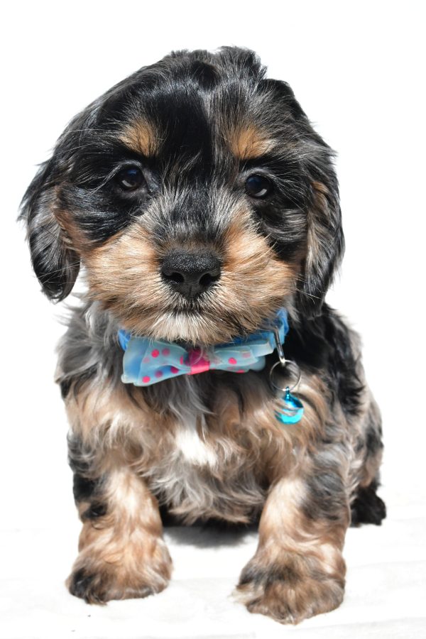 Mr Will The Cockapoo - Image 2