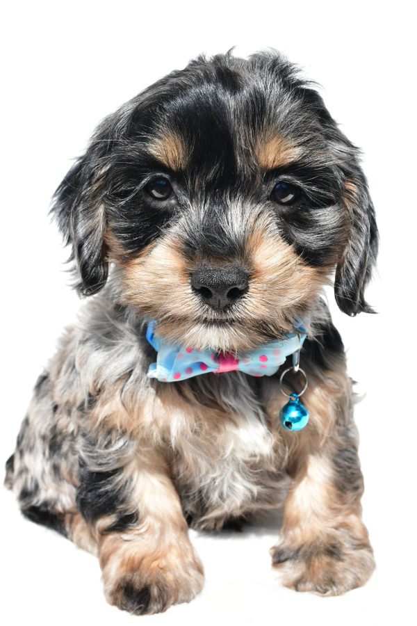 Mr Will The Cockapoo