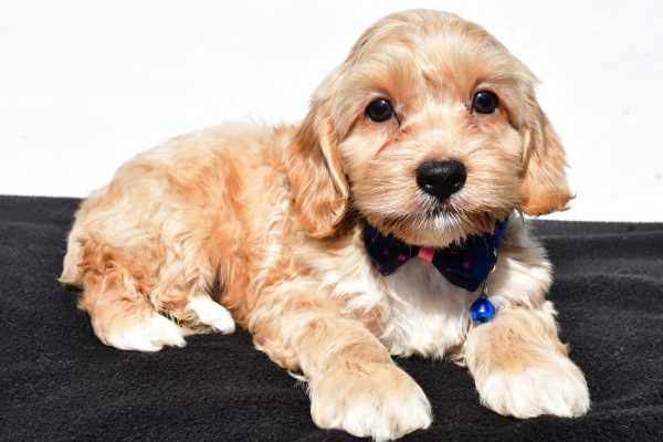 Mr Wes The Cockapoo - Image 4