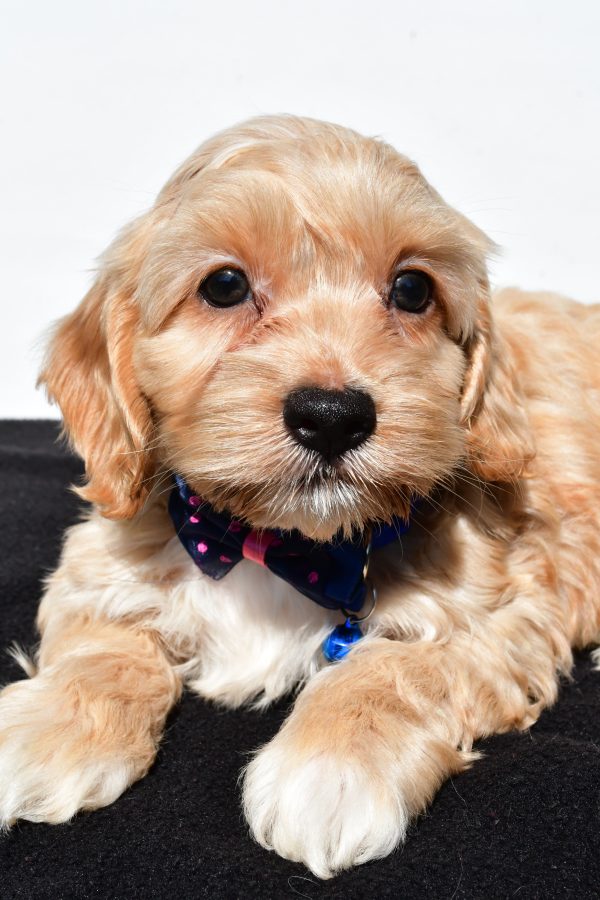 Mr Wes The Cockapoo - Image 3