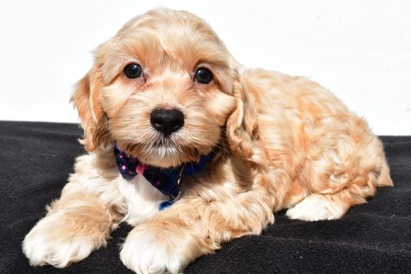Mr Wes The Cockapoo - Image 5