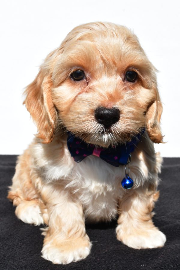 Mr Wes The Cockapoo - Image 2