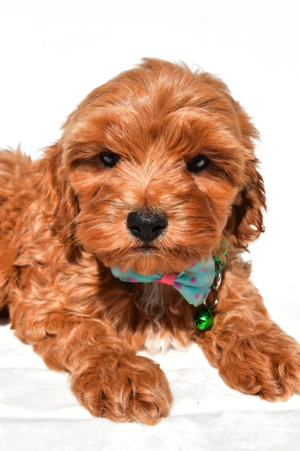 Mr Skye The Cockapoo - Image 6