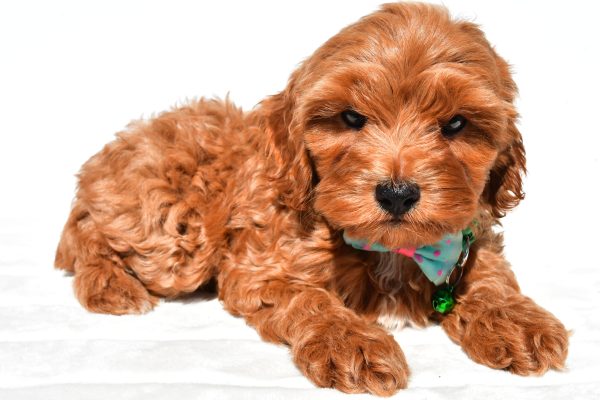 Mr Skye The Cockapoo - Image 5