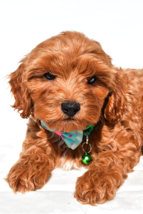 Mr Skye The Cockapoo - Image 3