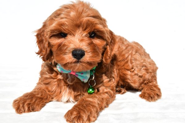 Mr Skye The Cockapoo - Image 4