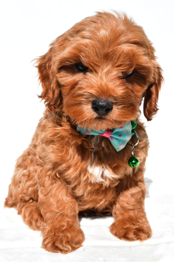 Mr Skye The Cockapoo
