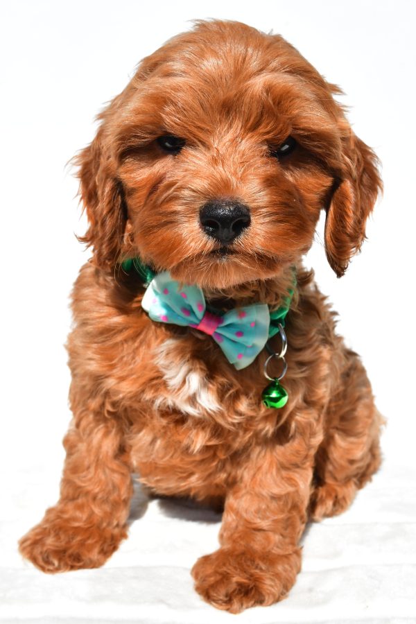 Mr Skye The Cockapoo - Image 2
