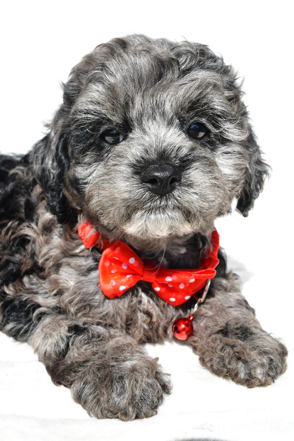 Mr Sonny The Cockapoo - Image 6