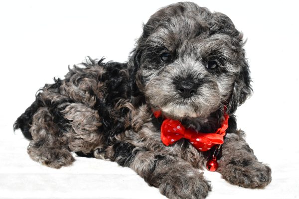 Mr Sonny The Cockapoo - Image 8