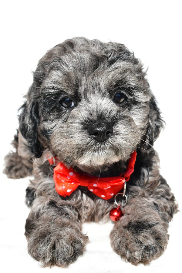 Mr Sonny The Cockapoo - Image 5