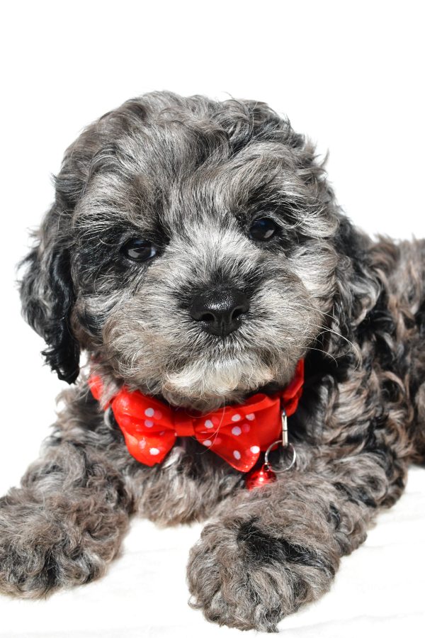 Mr Sonny The Cockapoo - Image 4