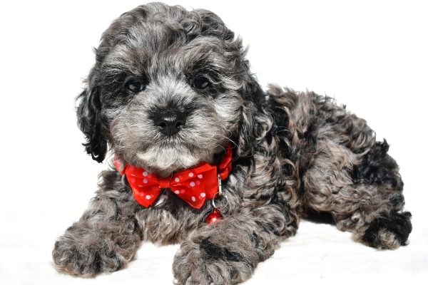Mr Sonny The Cockapoo - Image 7