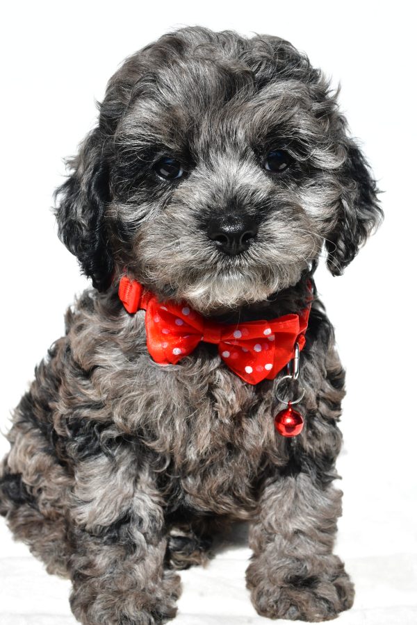 Mr Sonny The Cockapoo - Image 3