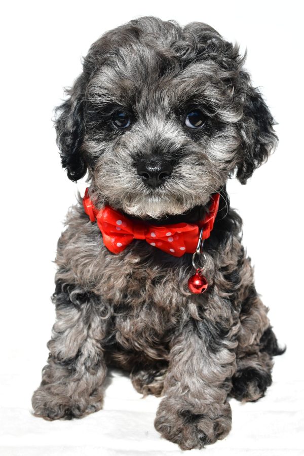 Mr Sonny The Cockapoo - Image 2