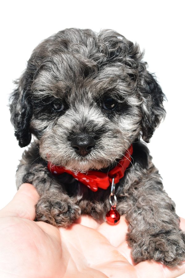 Mr Sonny The Cockapoo